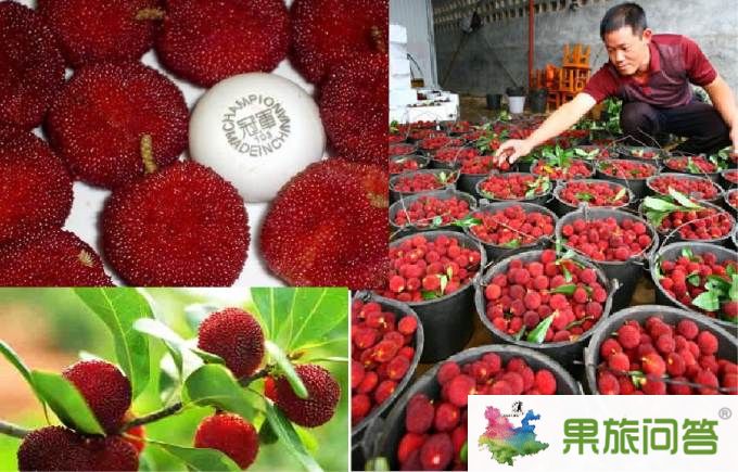 石屏楊梅節(jié)吃貨們的最愛(ài)_今年石屏楊梅節(jié)是什么時(shí)候?