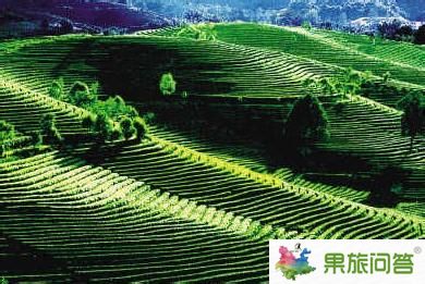 跟隨昆明國旅去普洱體驗(yàn)茶園樂趣