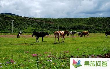 香格里拉大草原-昆明國(guó)旅告訴您,云南旅游怎樣管住自己的錢(qián)包